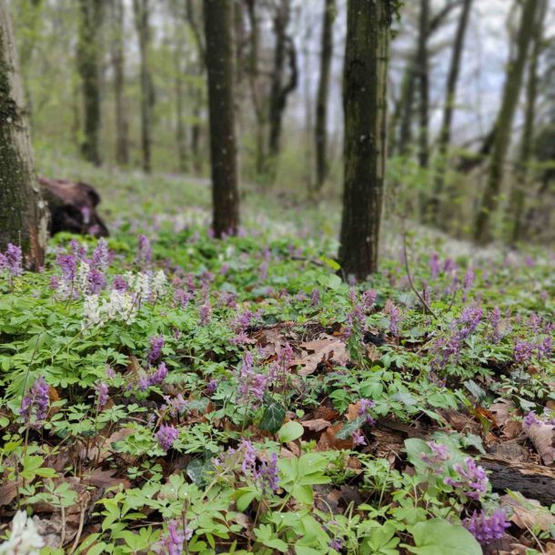 Corydalis