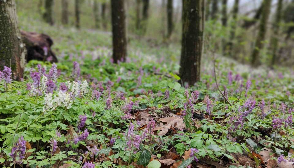 Corydalis