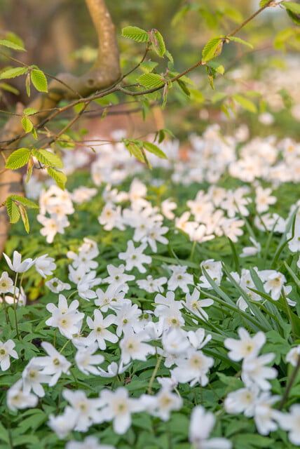 Anemone nemorosa