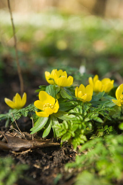 Eranthis cilicica