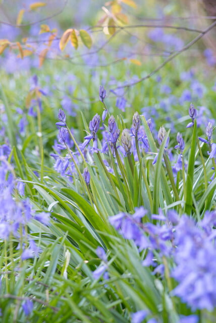 Hyacinthoides hispanica